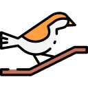 ovenbird 