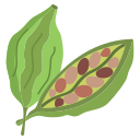 cardamomo icon