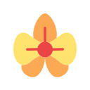 orchidée 