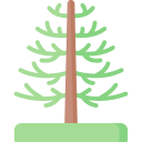 Árbol de araucaria