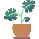 monstera 