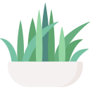 sansevieria bacularis 