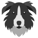 border collie 