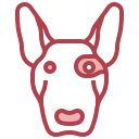 bull terrier 