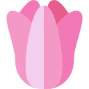 tulipán