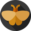 Moth 