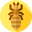 piolho 