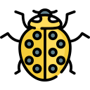 Ladybug 