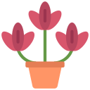 tulipanes