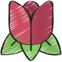 tulipe