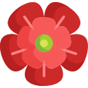 rosa