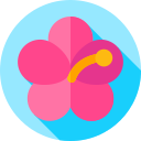 hibisco icon