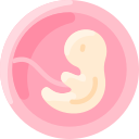 embrião 