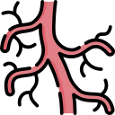 vascular 