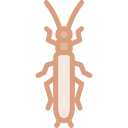 stonefly