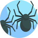 araña icon