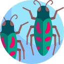 escarabajo buprestid icon