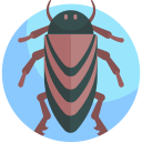 insecto icon