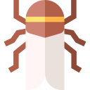 cigarra icon