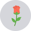 rosa icon