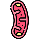mitocondrias 