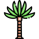 palmera