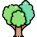 Oak icon