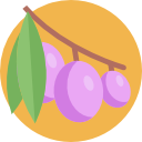 olivos icon