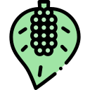 coccoloba icon