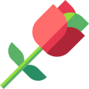 rosa