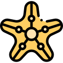 estrella de mar 