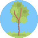 Árbol icon