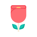 rosa