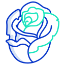 rosa