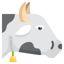 vaca