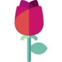 rosa