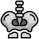 pelvis icon