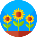 girasol icon