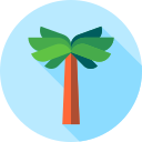 palmera icon