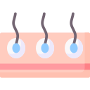 folículo capilar 