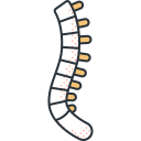 columna vertebral icon