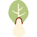 bok choy icon