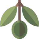 aceituna