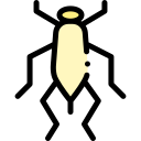 inseto 
