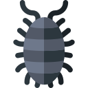 woodlouse 