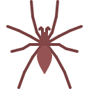 araña icon