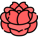 rosa icon