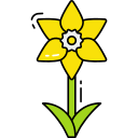 Daffodil 