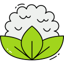 coliflor icon