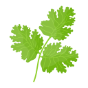 cilantro icon